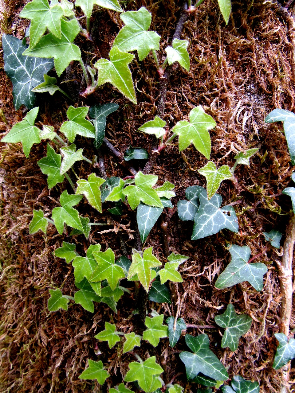 ivy climber common ivy free photo