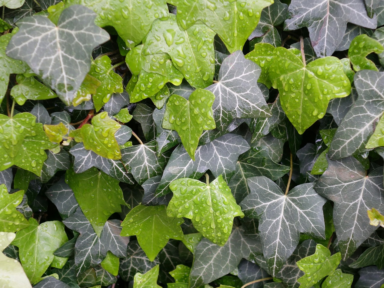 ivy leaves wet free photo