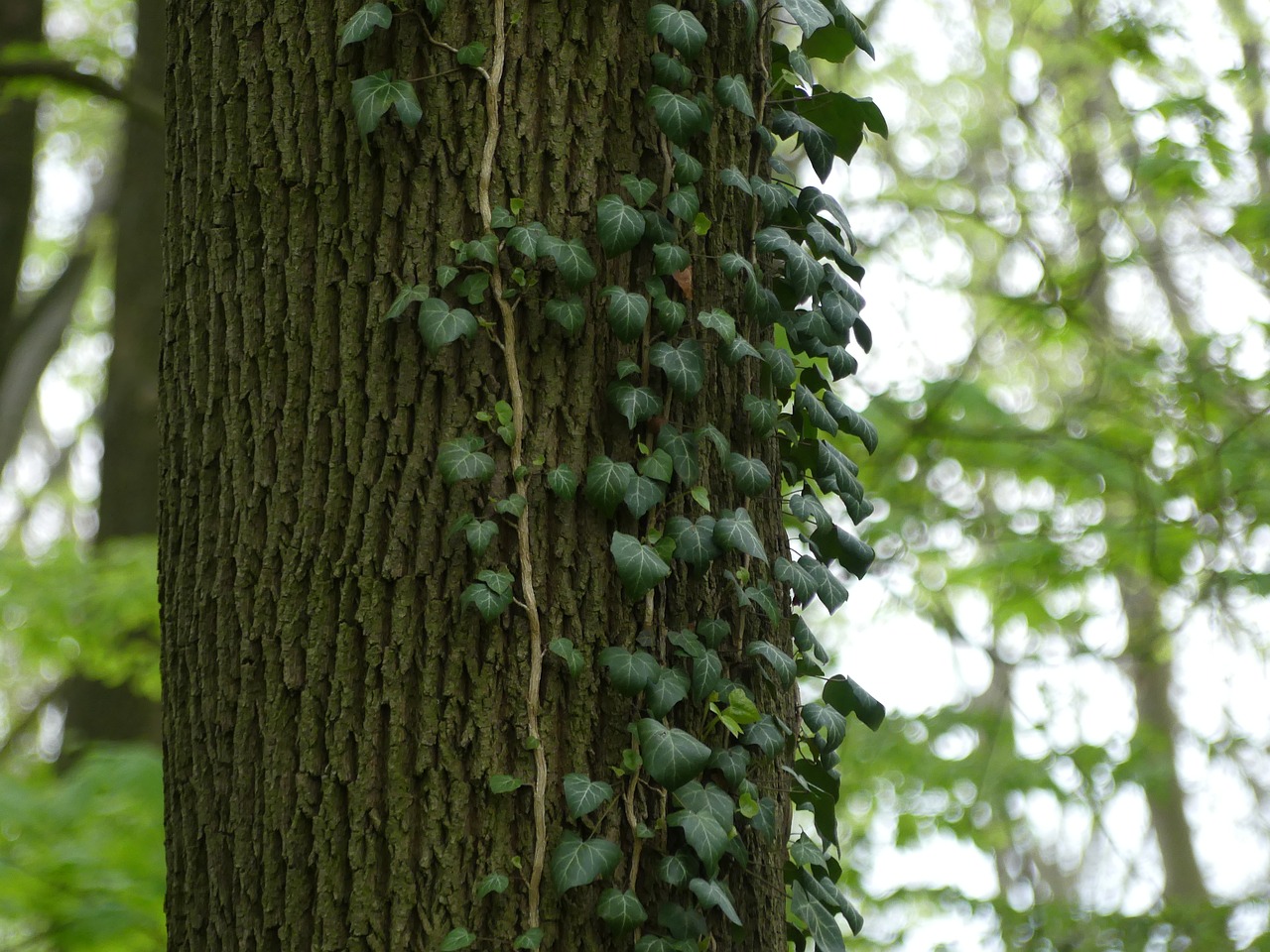 ivy log ivy leaves free photo