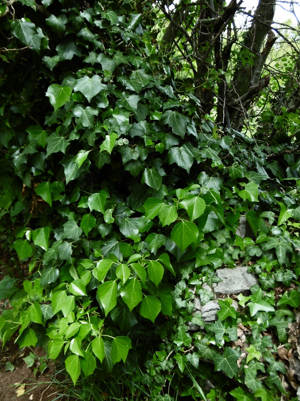ivy nature leaves free photo