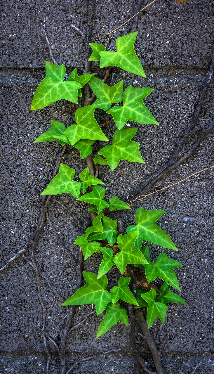 ivy plants nature free photo