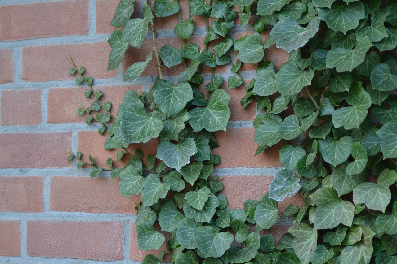 ivy wall climber free photo