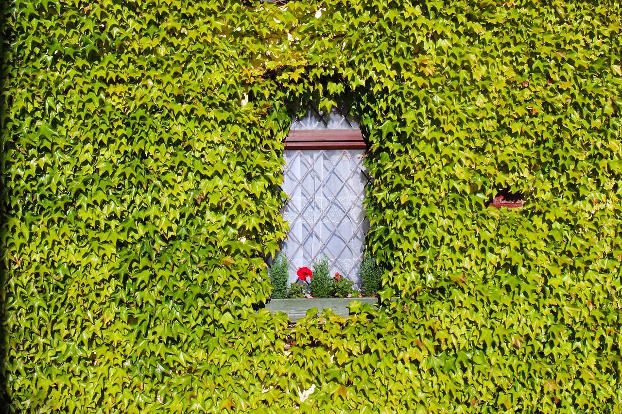 ivy overgrown house free photo