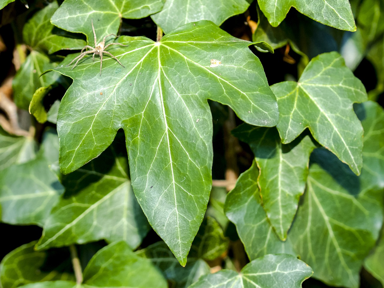 ivy leaf garden free photo