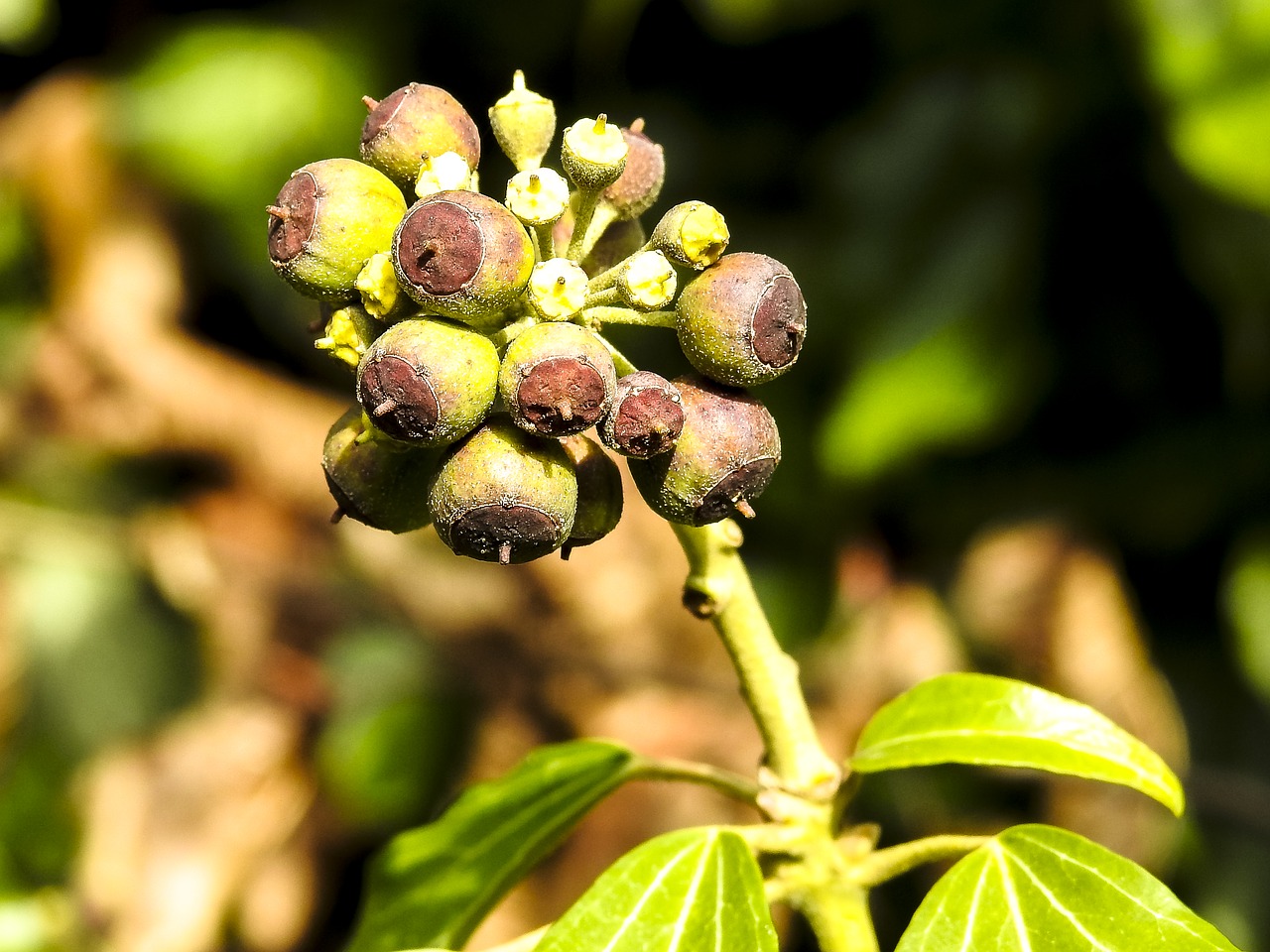 ivy plant nature free photo