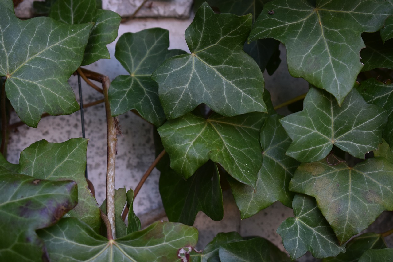 ivy plant green free photo