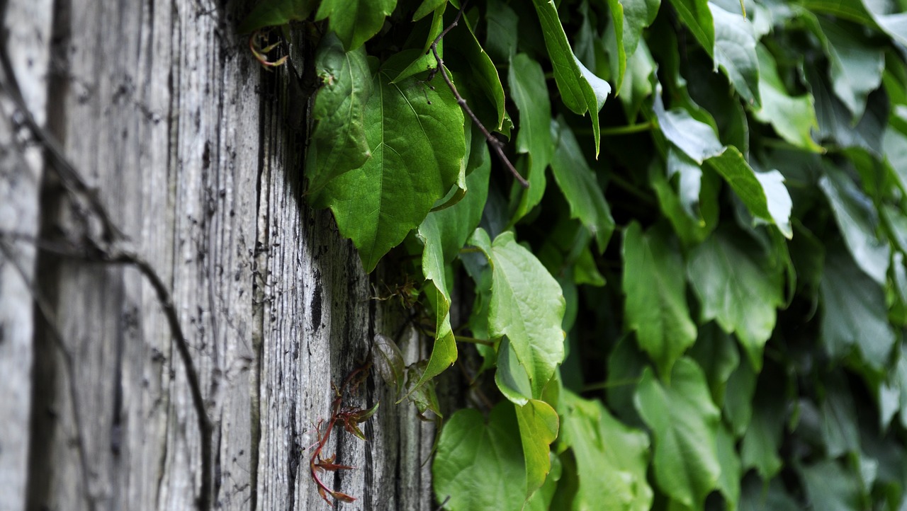 ivy plant creeper free photo