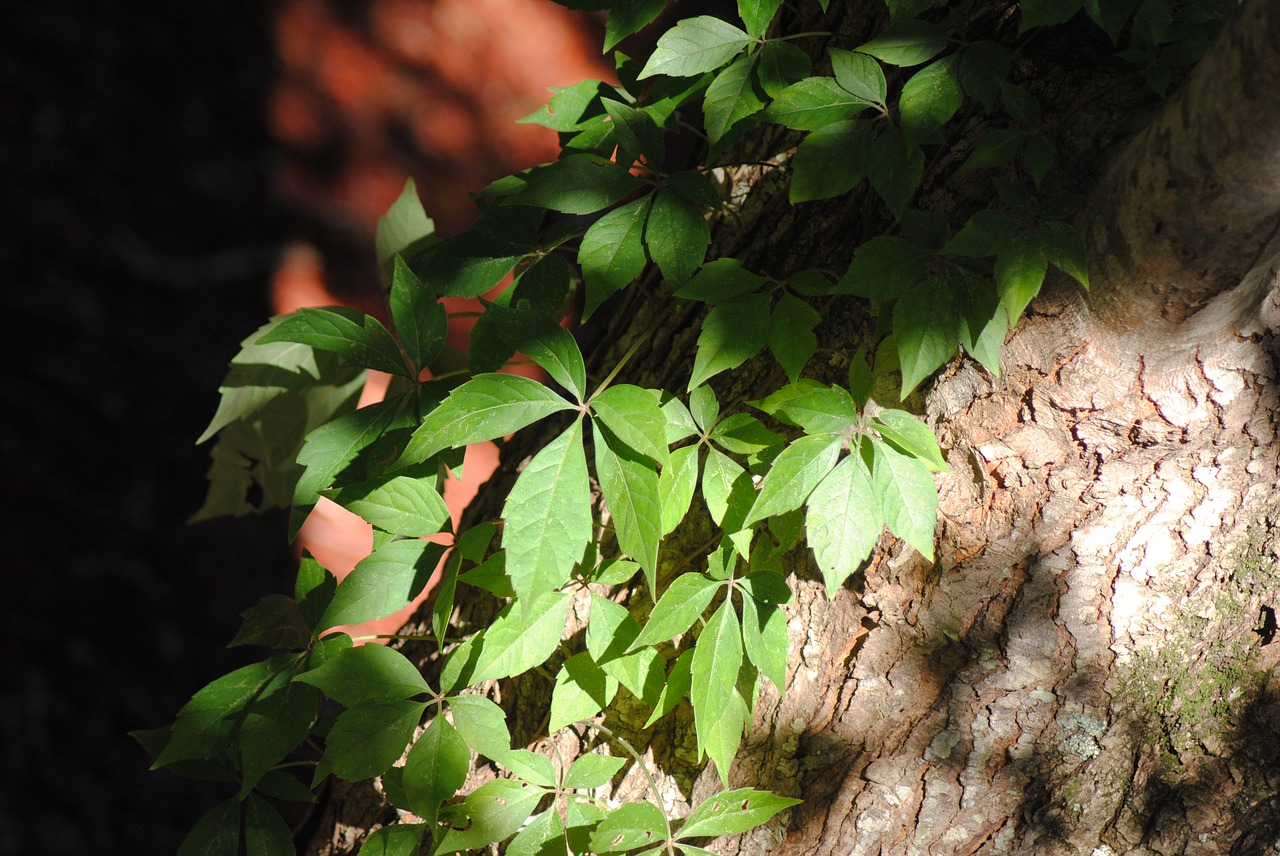 ivy trees leaves free photo
