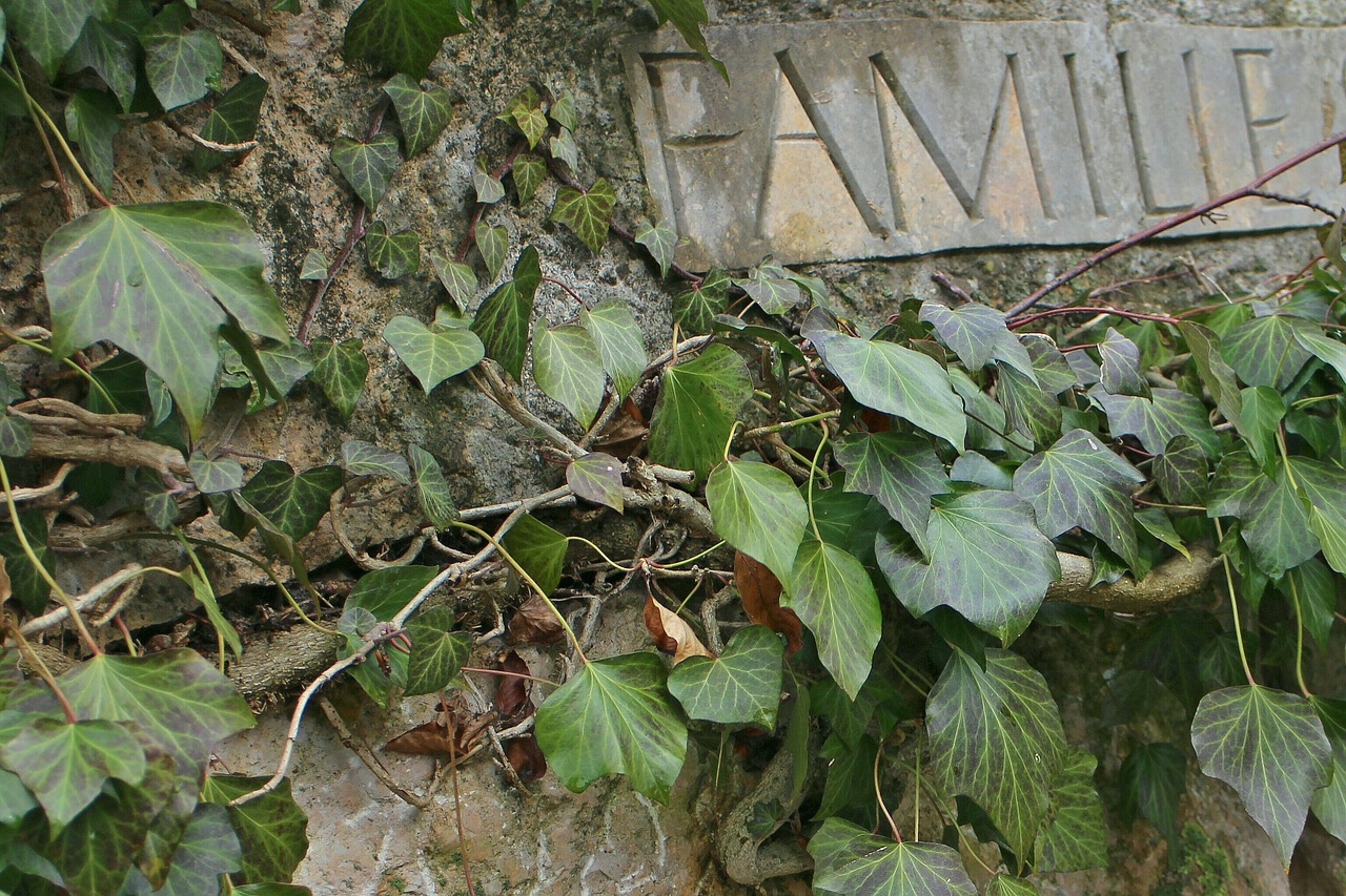 ivy stone lettering free photo