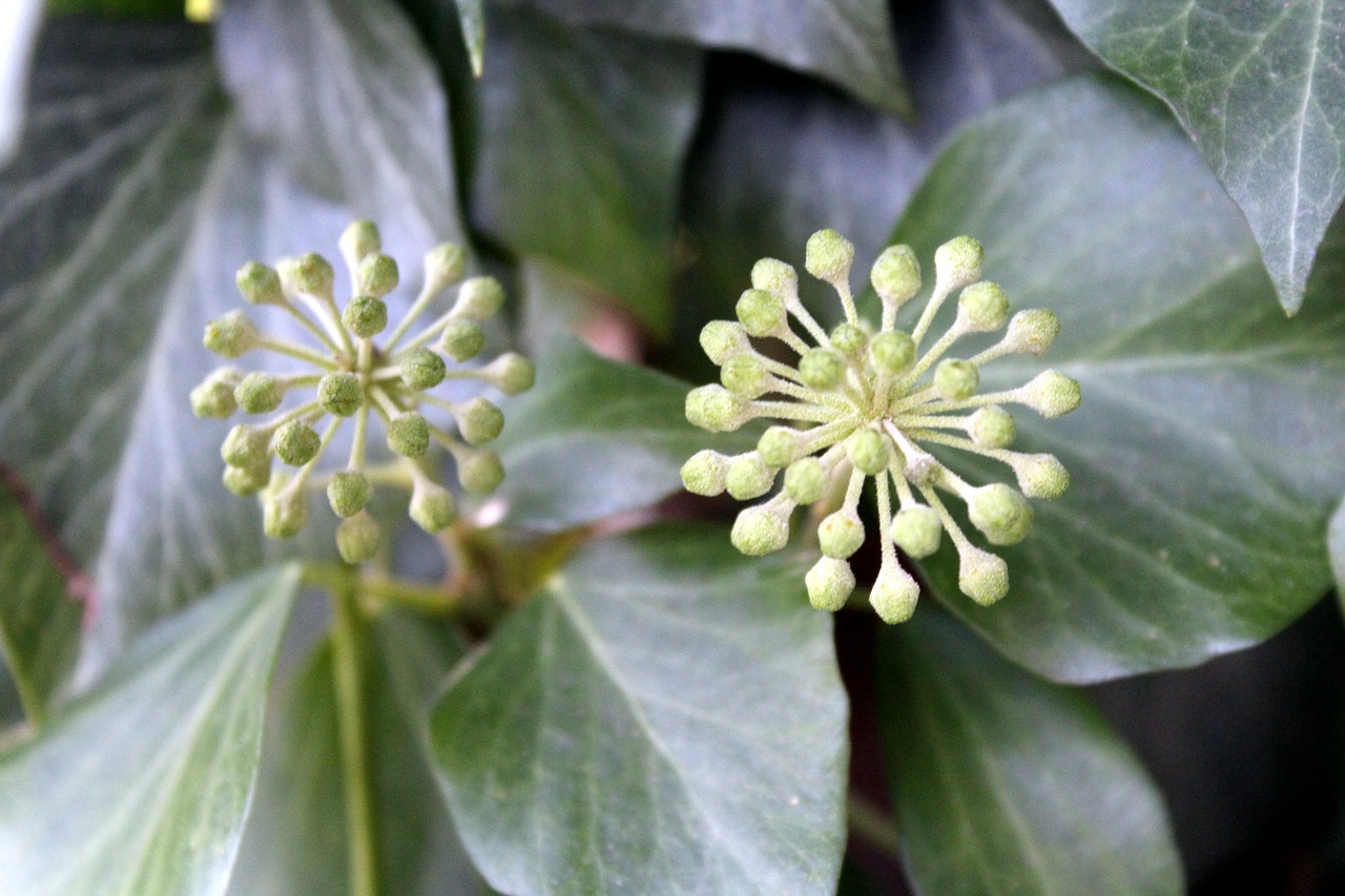 ivy plant nature free photo