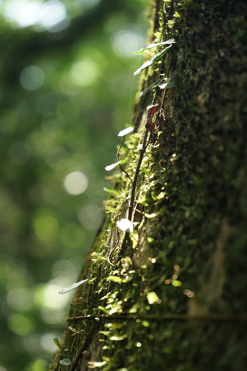 ivy vine leaf free photo