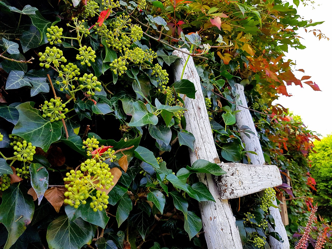 ivy garden autumn free photo