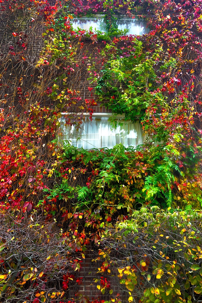 ivy wall vine free photo