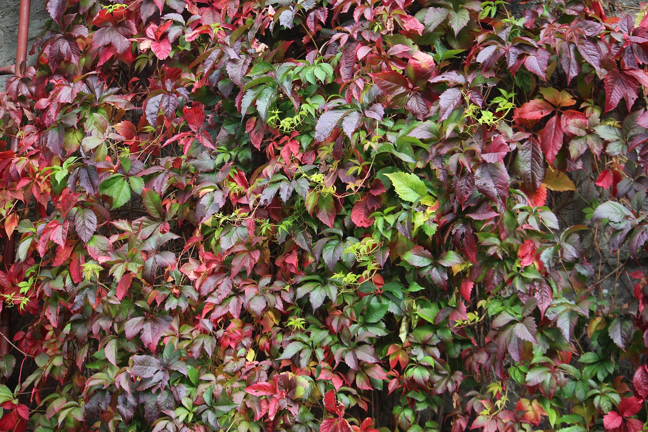 ivy wall autumn colour free photo