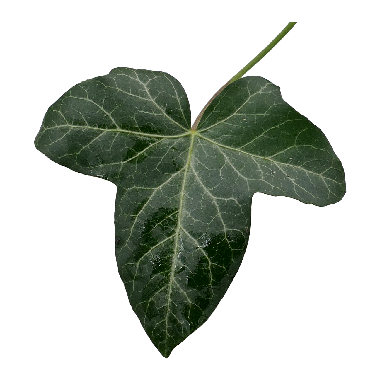Ivy,ivy leaf,green,leaf green,isolated - free image from needpix.com