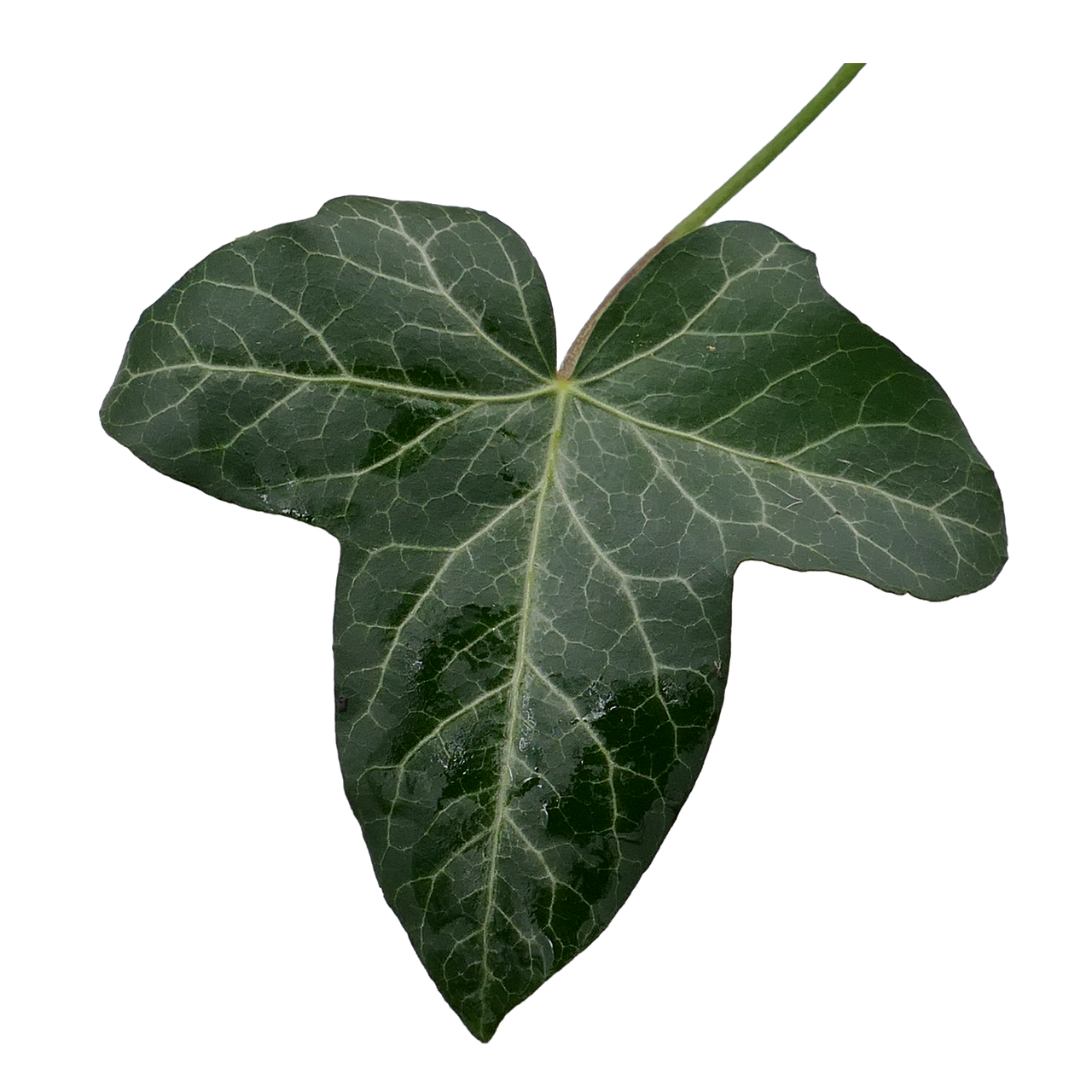 ivy ivy leaf green free photo