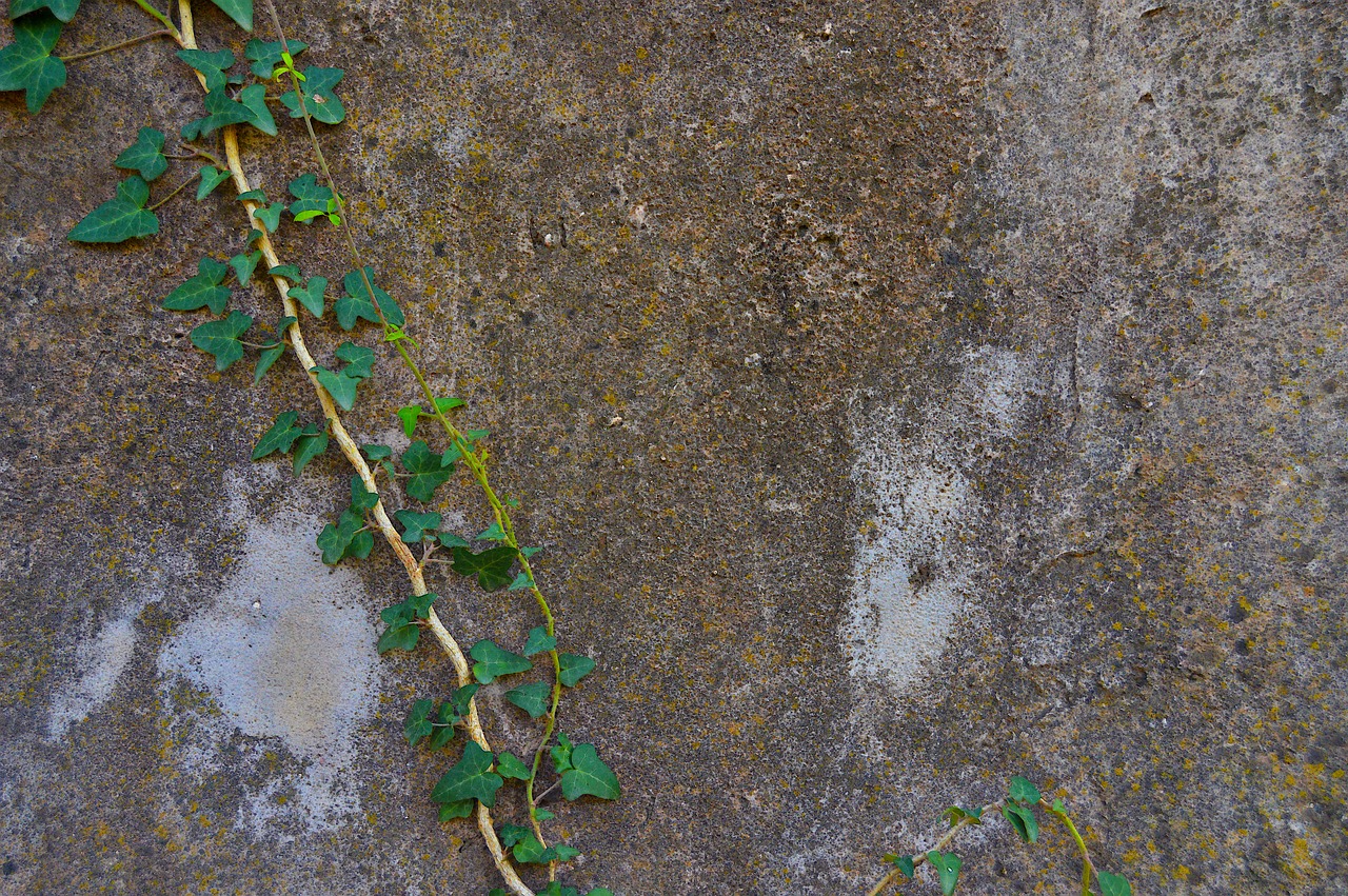 ivy wall texture wall free photo