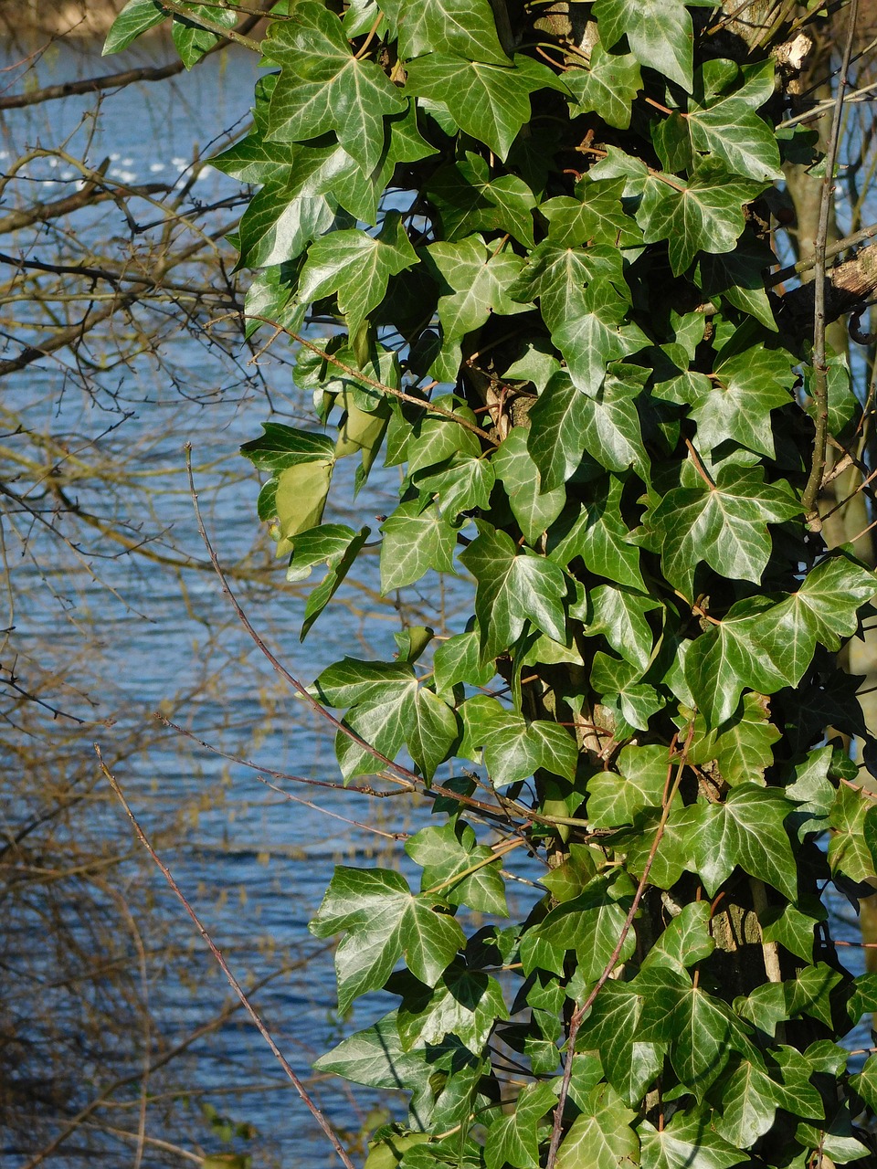 ivy green leaves pond free photo