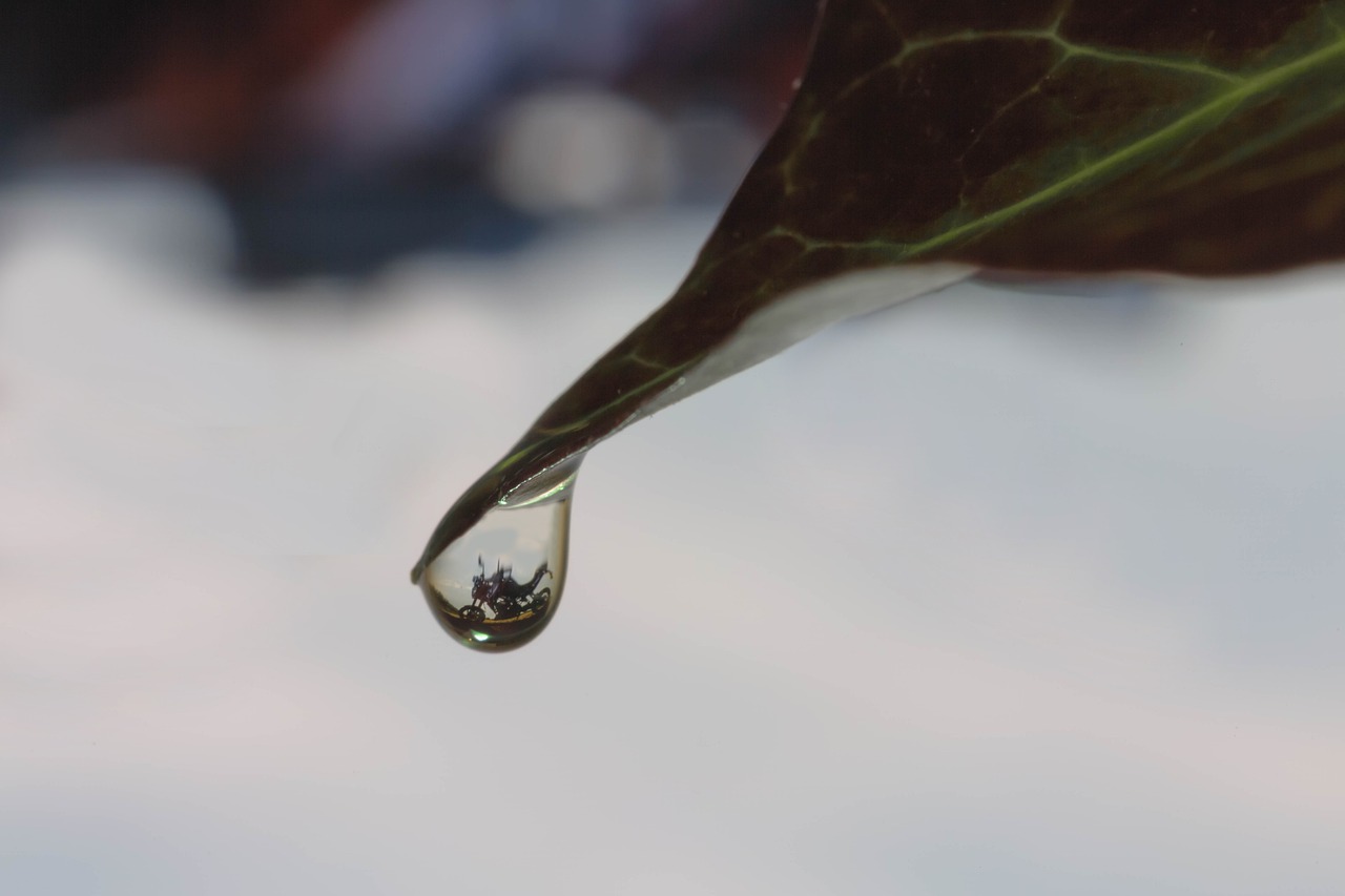 ivy leaf drip free photo