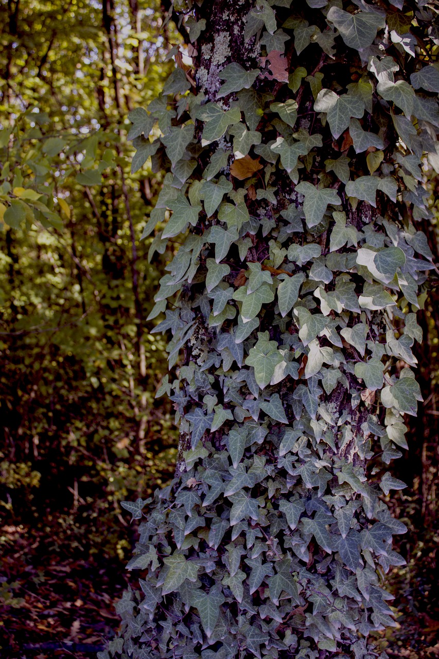 ivy creeper plant free photo
