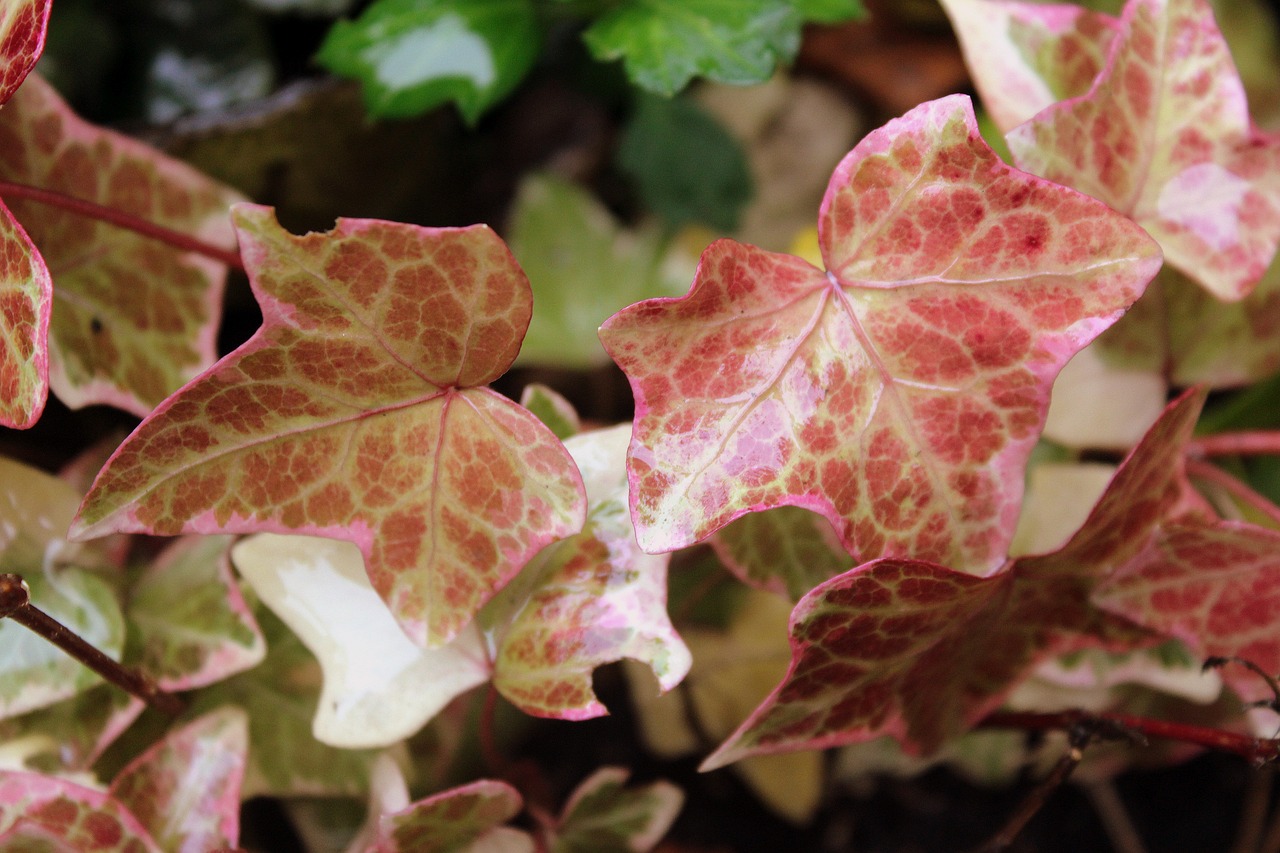 ivy foliage potted flower free photo