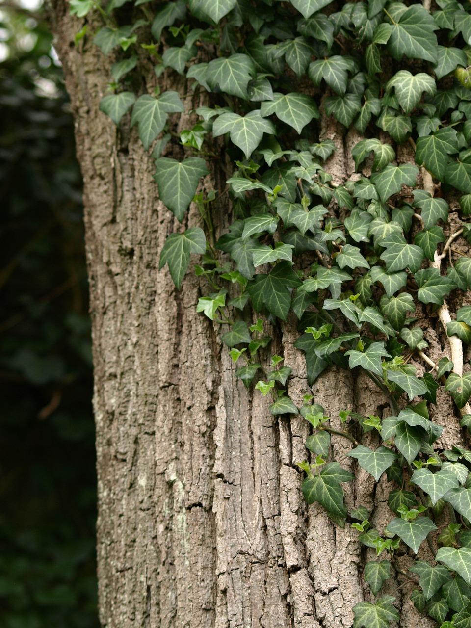 ivy tree ranke free photo