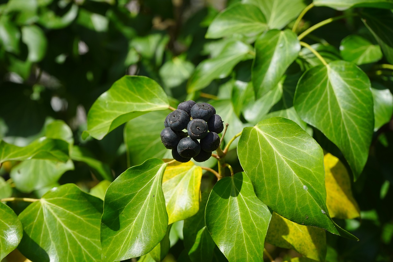 ivy berries black free photo