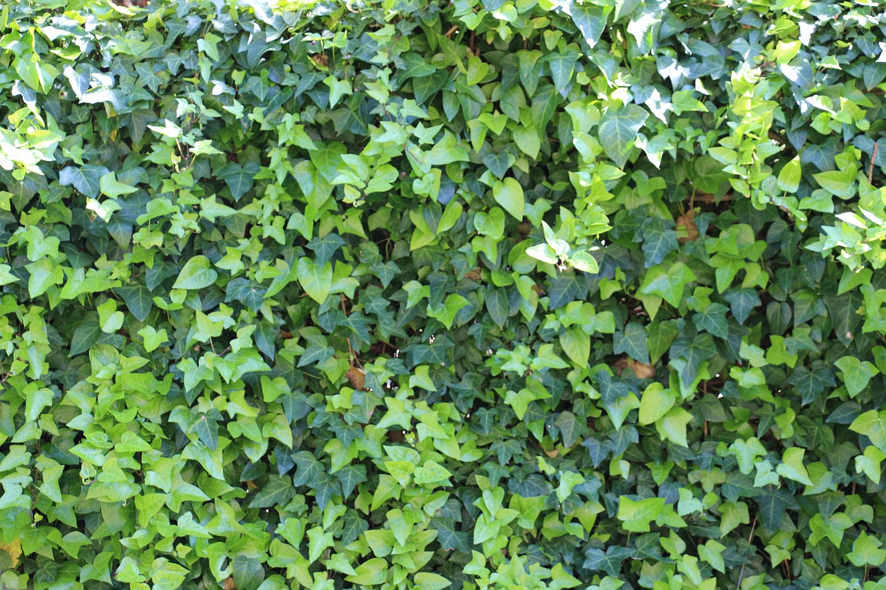 ivy green garden free photo