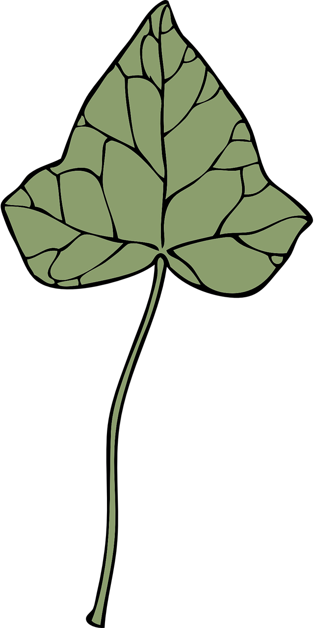 ivy leaf plant free photo