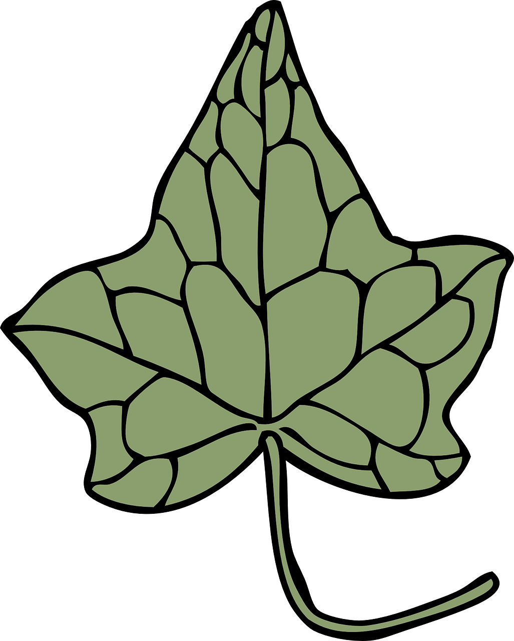 ivy leaf flora free photo