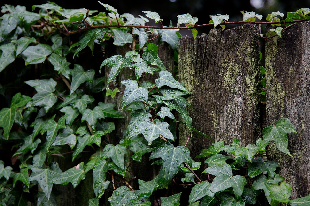 ivy leaf climber free photo