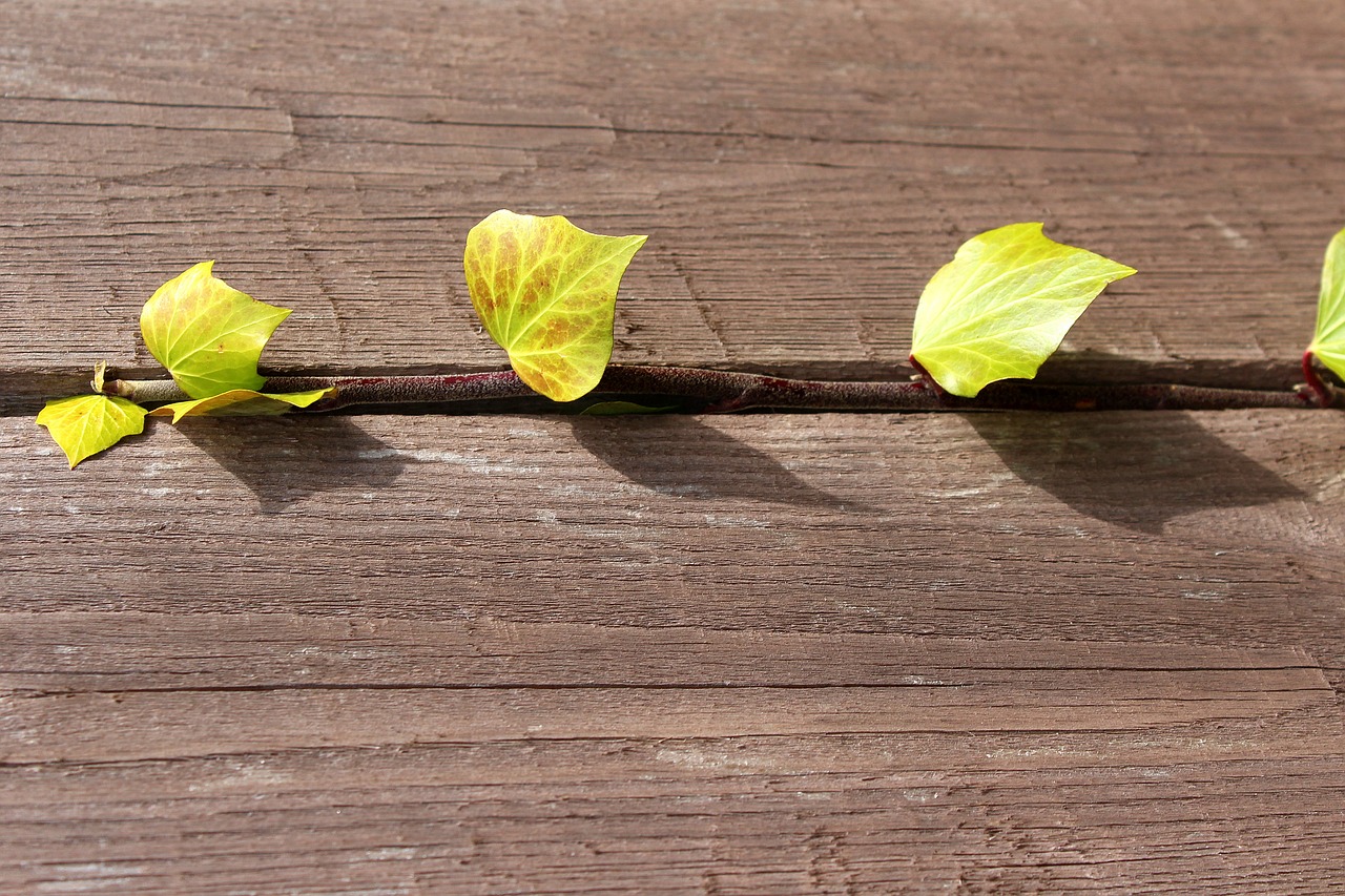 ivy  creeper  young leaves free photo