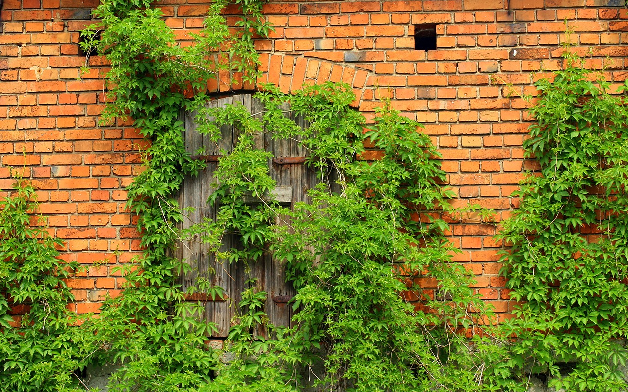 ivy  lake dusia  creeper free photo