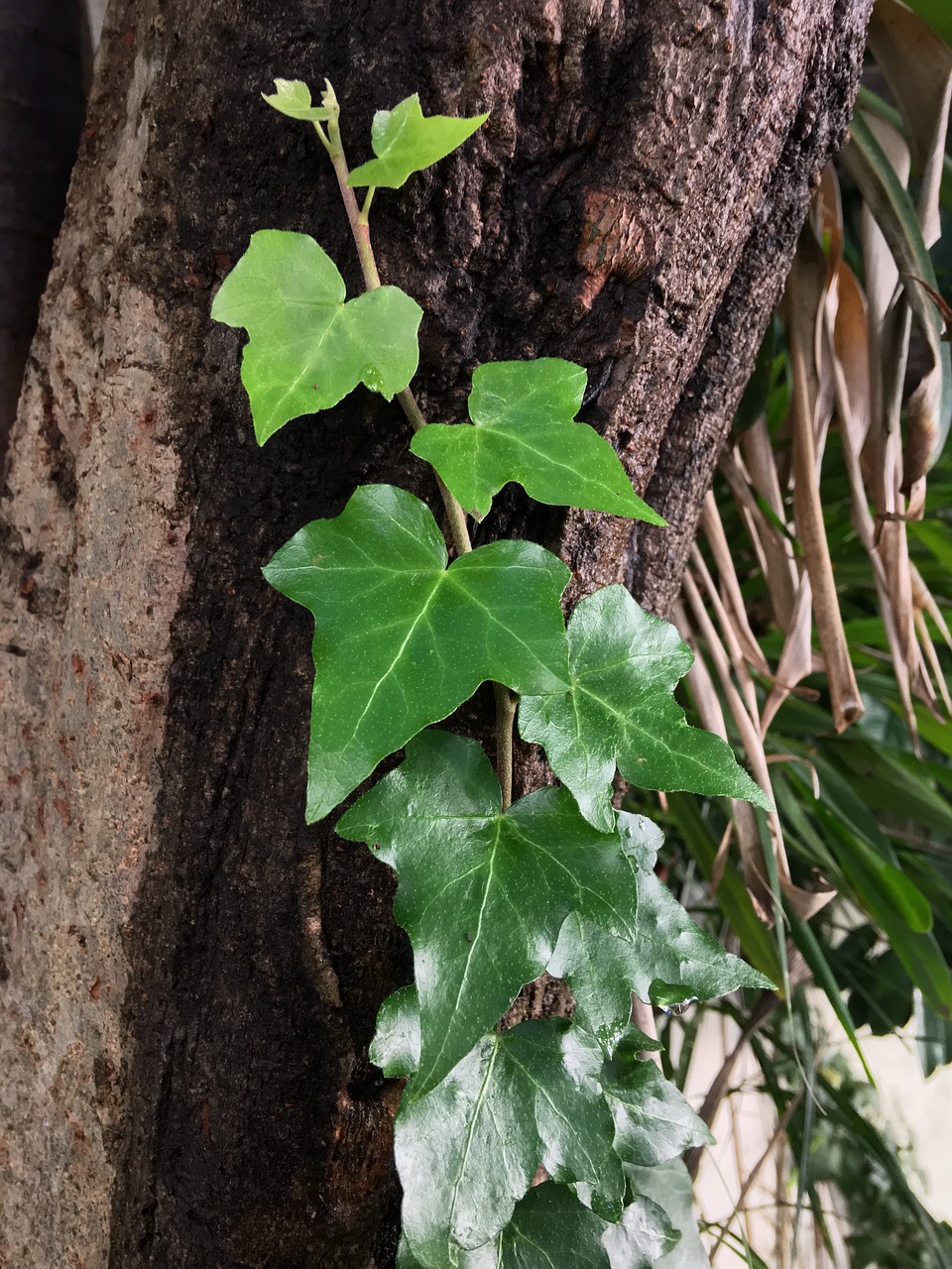 ivy  trunk  green free photo