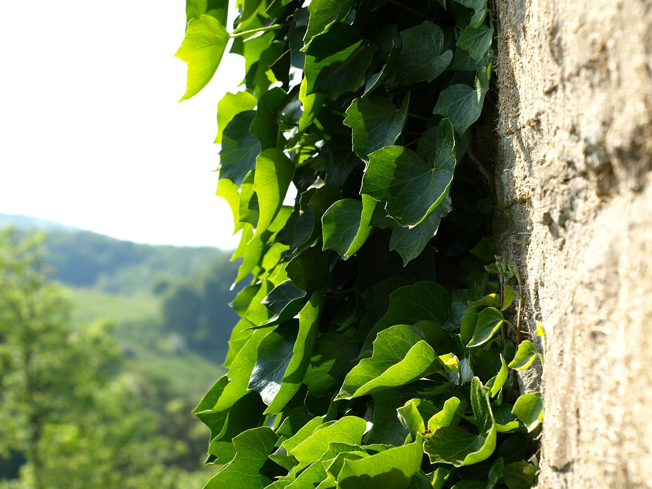 ivy climber wall free photo
