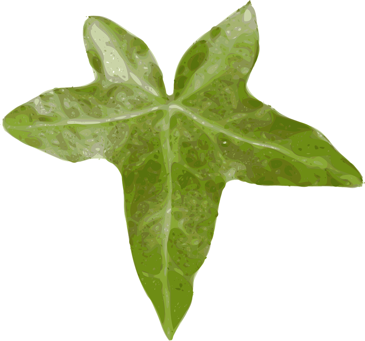 ivy hedera ivy leaf free photo