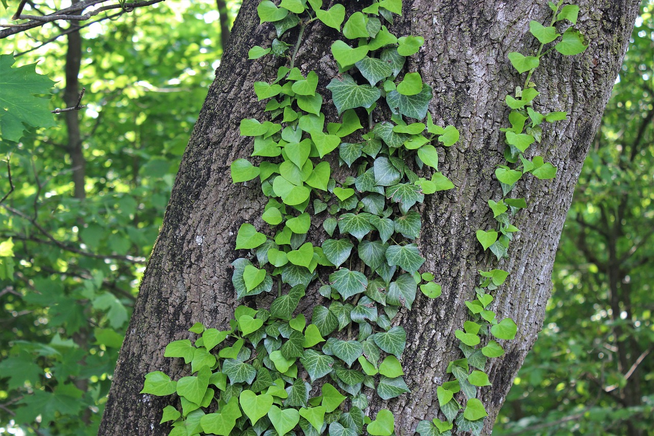 ivy  tree  green free photo