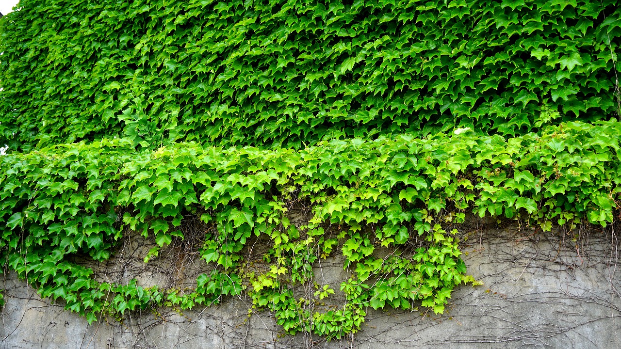 ivy  the vine  leaf free photo