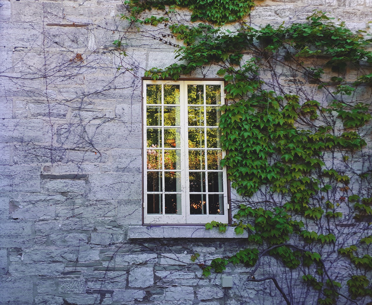 ivy  window  historic free photo