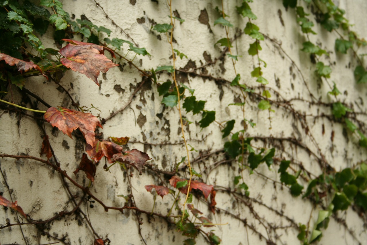 ivy korea seoul free photo