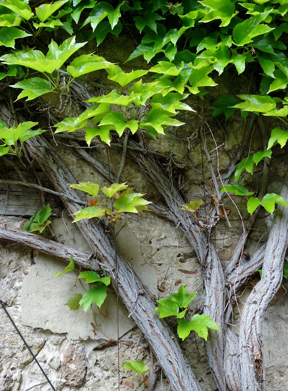 ivy leaf climb free photo