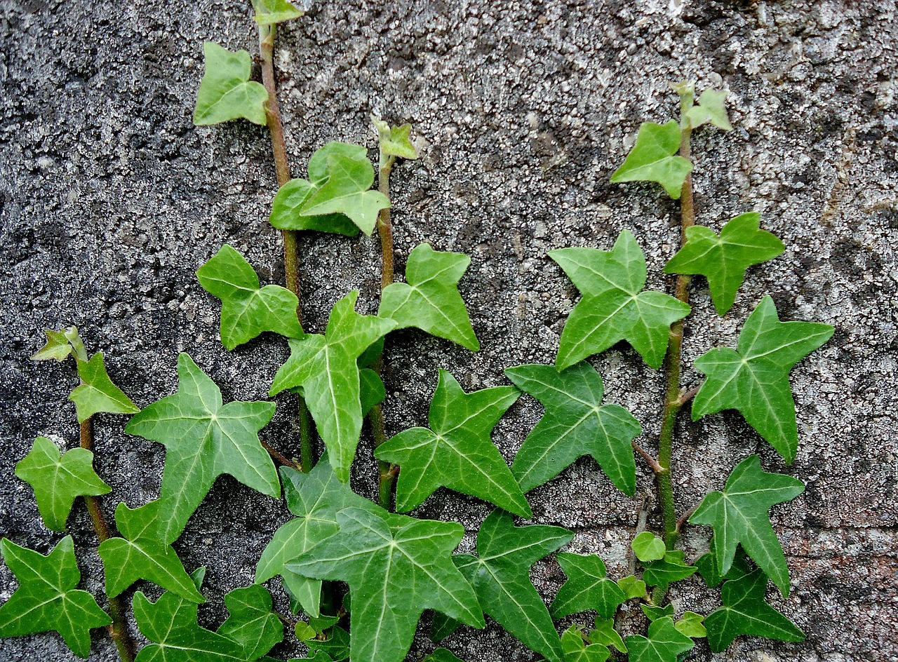 ivy wall green free photo