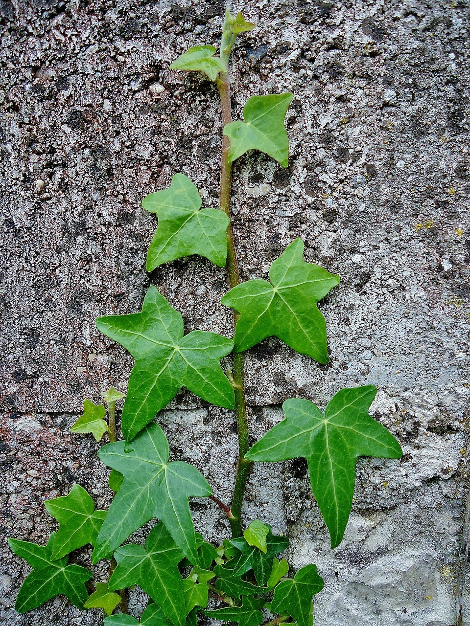 ivy wall green free photo