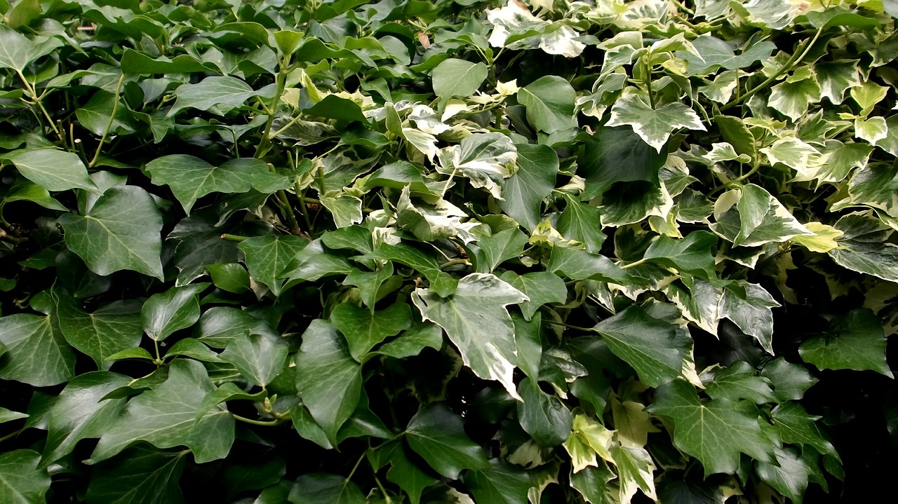 ivy green leaves free photo