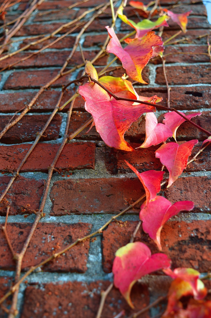 ivy  wall  autumn free photo