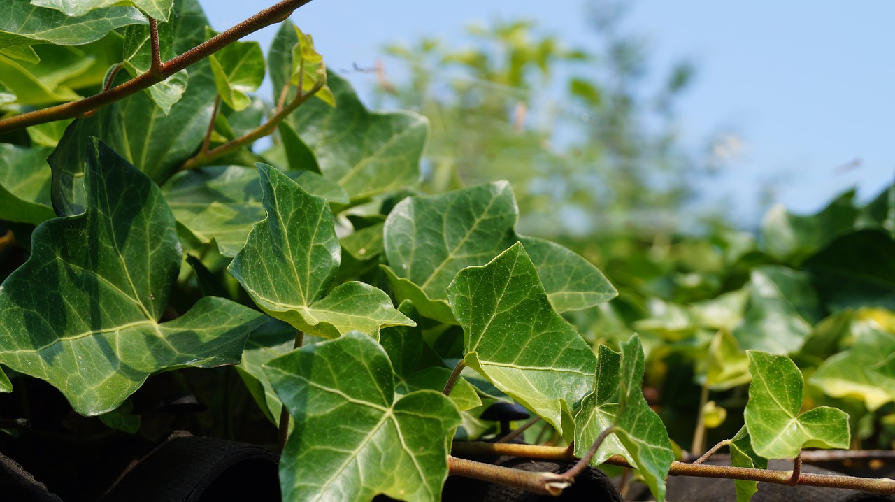 ivy  detail  green free photo