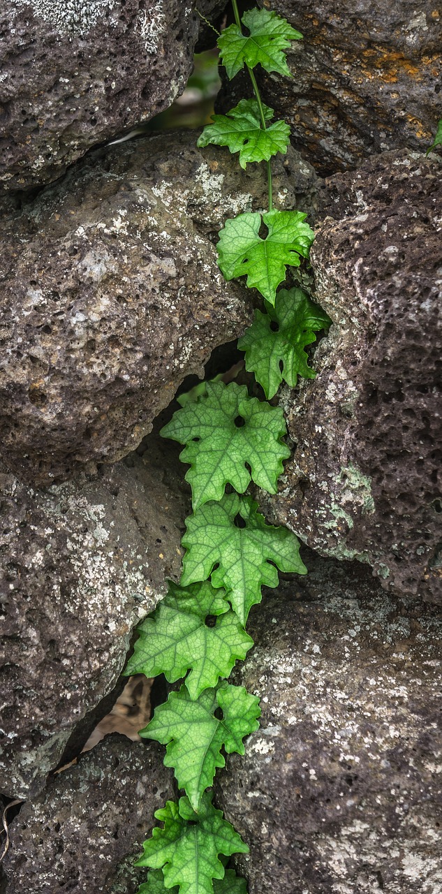 ivy  plants  nature free photo