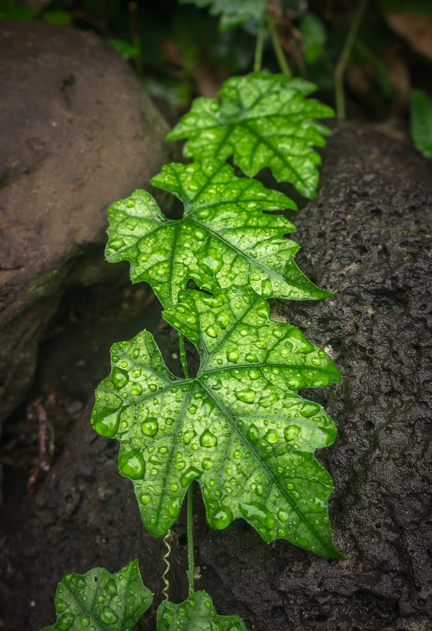 ivy  leaf  nature free photo