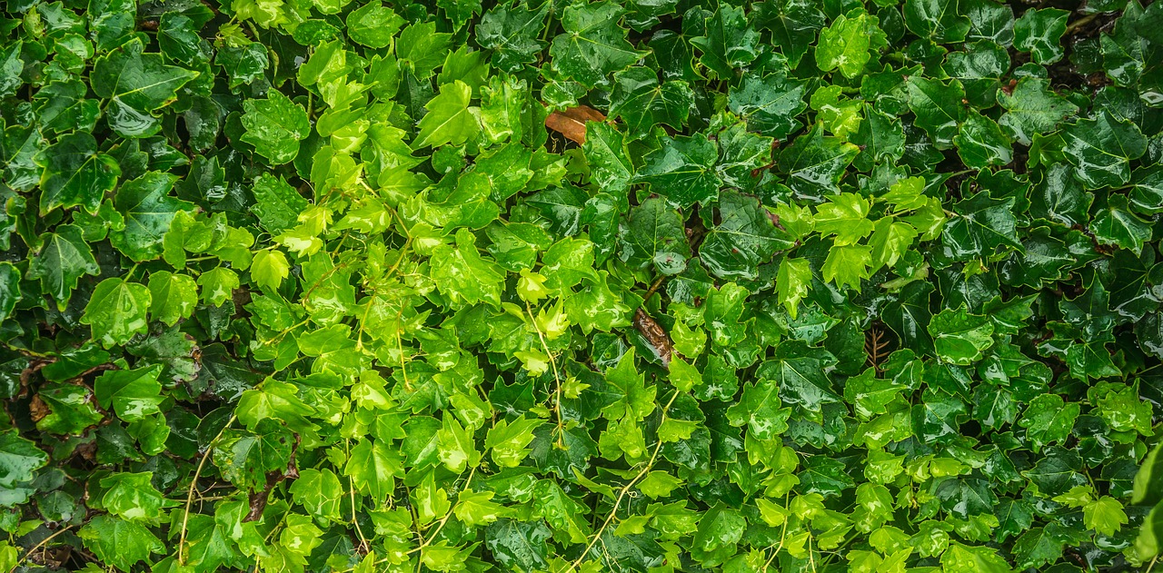 ivy  leaf  nature free photo