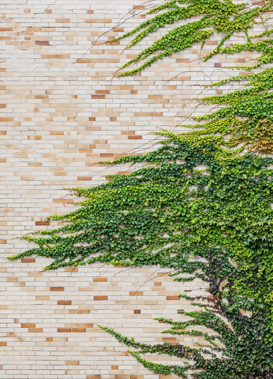 ivy  wall  overgrown free photo